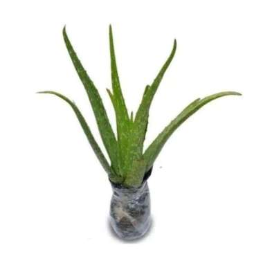 PROMO COD !!! Bibit Tanaman Lidah Buaya Jumbo Pontianak