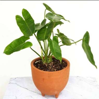 tanaman hias philodendron burle marx - philo brekele