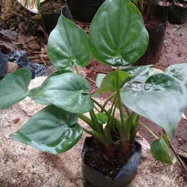 Joeluqmany Bibit Tanaman Hias Keladi Tikus