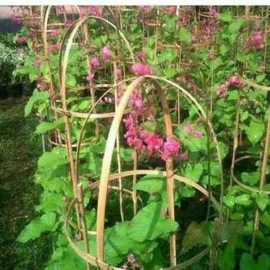 tanaman hias bunga mata air pengantin - Pohon bunga mata air pengantin