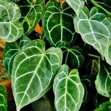 Tanaman Hias Anthurium kuping gajah - pohon kuping gajah