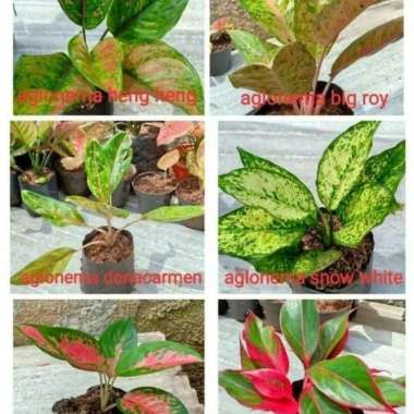 Paket 6 Bibit Bunga Aglonema - Tanaman Hias Aglonema
