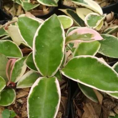 Tanaman Gantung Hoya Varigata