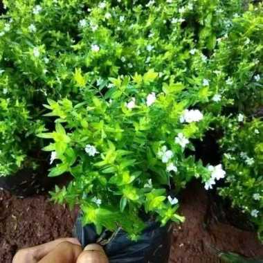 Bibit Tanaman Hias Taiwan Beauty Bunga Putih