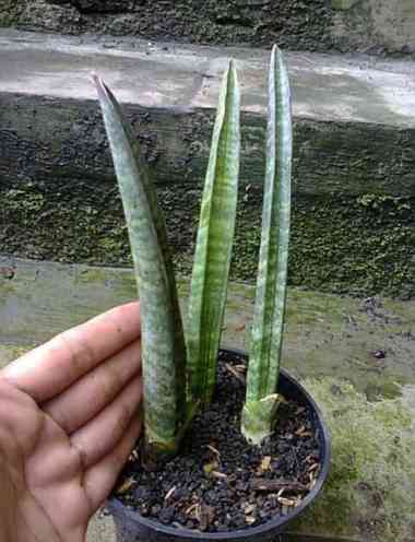 Tanaman SENSIVERA | sensivera belut | sensivera | lidah