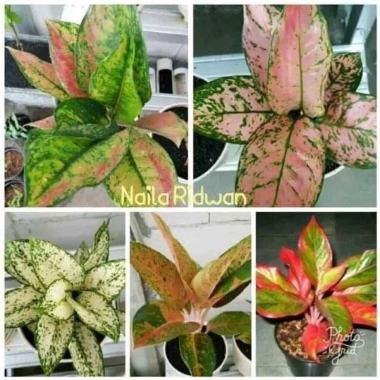 paket tanaman hias - paket t Pohon aglonema - paket Pohon aglonema