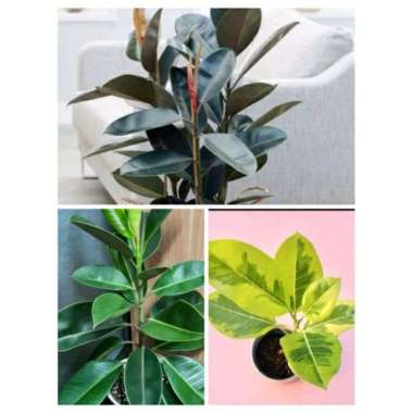 Promo COD !!! paket hemat 3 tanaman karet kebo merah | tanaman hias karet kebo varigata kuning | kar