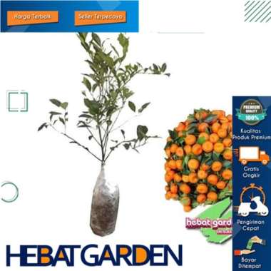 Bibit Pohon Jeruk Santang Madu Tinggi 40 cm Up - Hebat Store