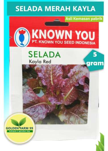 Benih SELADA KAYLA RED Known You Seed