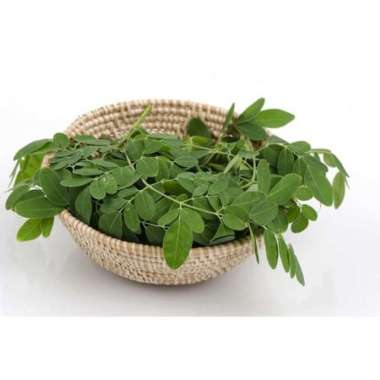 Daun Kelor Segar Teh Daun Kelor Daun Segar