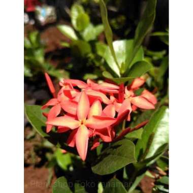 Paket 3 Bunga Asoka ( Pink, kuning, merah ). asoka jepang asoka violet asoka kuning Not Specified