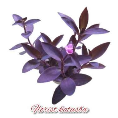 Tradescantia Pallida Purpurea