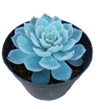 Suculent Echeveria Runyonii