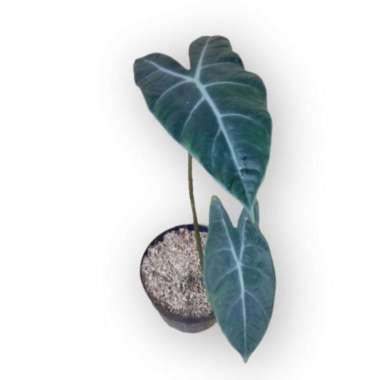Tanaman Alokasia Longiloba