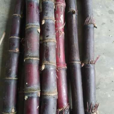 bibit tebu hita ukuran 30cm meter siap tanam