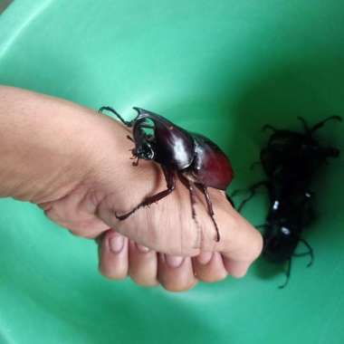 kumbang tanduk xylotrupes Gideon per pasang termurah