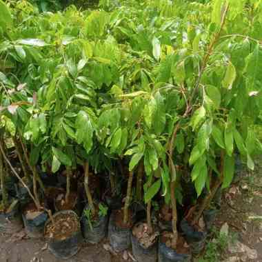 BIBIT KELENGKENG NEW KRISTAL UNGGUL