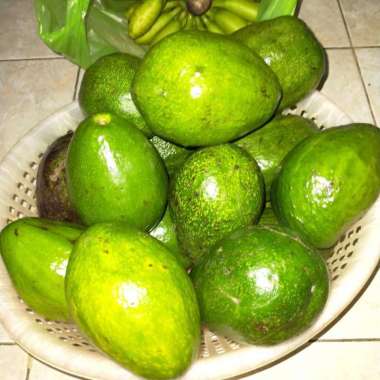 Buah Alpukat Biasa Bukan Alpukat Mentega
