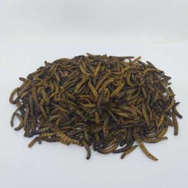 ULAT JERMAN KERING 1KG pakan ikan hias koi lauhan burung kicau hewan reptil