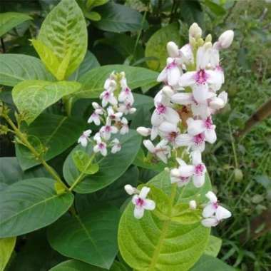 Tanaman hias melati jepang - bibit tanaman hias