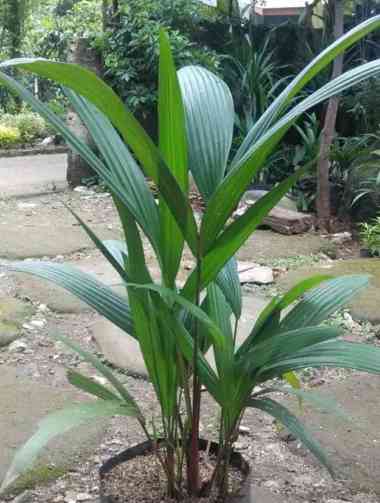 Tanaman Hias Palem Merah 50 Cm