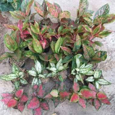 Paket 25 Bibit Bunga Aglonema
