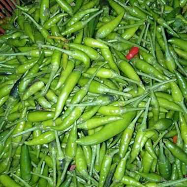 cabe rawit hijau