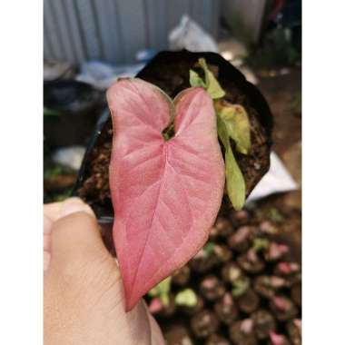 Tanaman hias  Sengonium pink / syngonium pink 1-2 daun