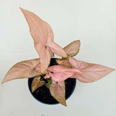Tanaman hias  Sengonium pink / syngonium pink 3-5 daun