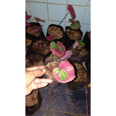 Promo... Tanaman Hias Keladi Baret Merah anakan