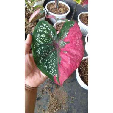 Promo... Tanaman Hias Keladi Baret Merah dewasa