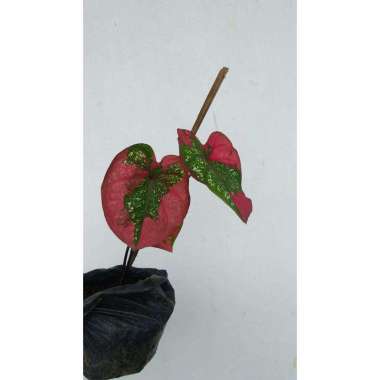 Promo... Tanaman Hias Keladi Baret Merah remaja