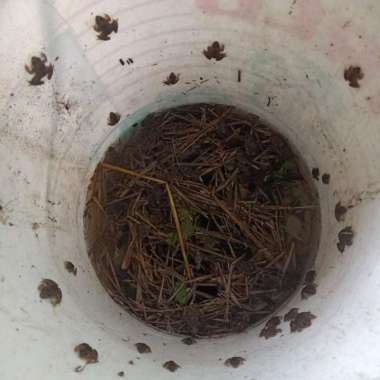 jual anak katak makanan ikan arwana