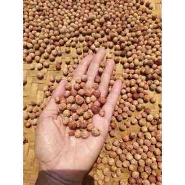 Buah Bidara Kering Biji Bidara Arab Sidr Asli Dijual Perpaket Seluruh Indonesia