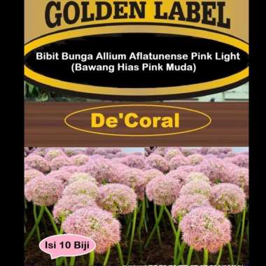 Bibit Bunga Allium Aflatunense Pink Light|Benih Bawang Hias Pink Muda