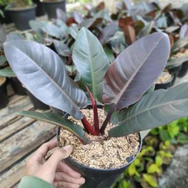 Philodenron Black Cardinal - Philo black kardinal