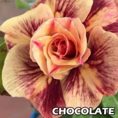 Bibit Bunga Kamboja Adenium Chocolate