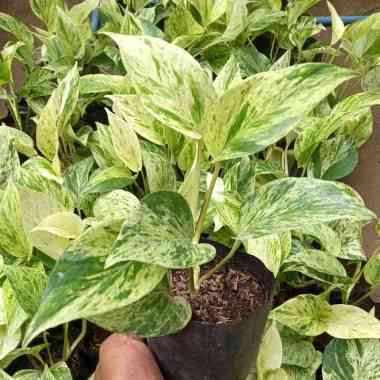 TANAMAN HIAS SIRIH GADING MARBLE QUEEN - SIRIH BELANDA - SIRIH GADING VARIGATA