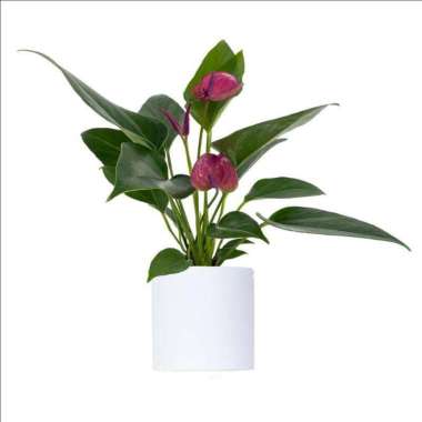 Tanaman Anturium Bunga Ungu
