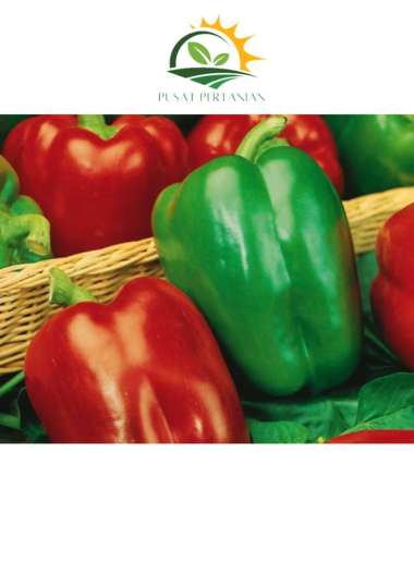 Benih paprika PEPPER SWEET CALIFORNIA 5 BIJI bibit cabai paprika import F1 Mr. Fothergills