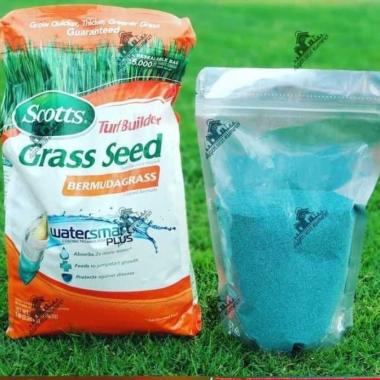 Biji rumput Bermuda 250g- Benih Rumput Bermuda - Bibit rumput Bermuda