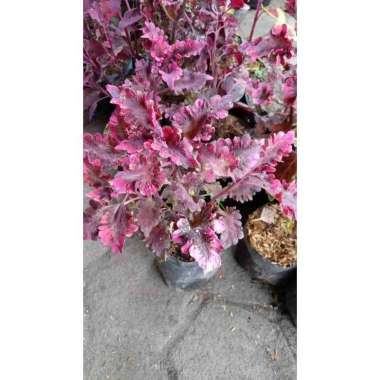 PROMOO.. Tanaman hias Miana daun ungu