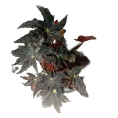 Begonia Black Star Tanaman Begonia Murah