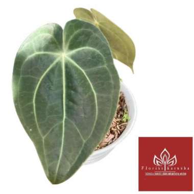 Kuping Gajah Magnificum Verde