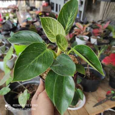 TANAMAN HIAS PILODENRON BIRKIN IMPORT/PILO BIRKIN RUMPUN