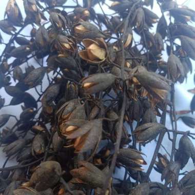 gabus buah suren media hiasan 700 gram