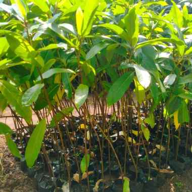 Bibit Tanaman Loa/Loh/Lowa/Ficus racemosa - Langka - Siap Tanam