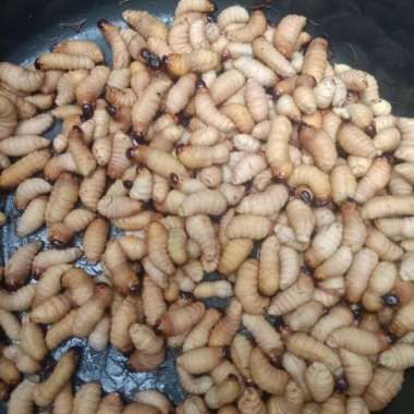 ulat sagu hidup 15 ekor