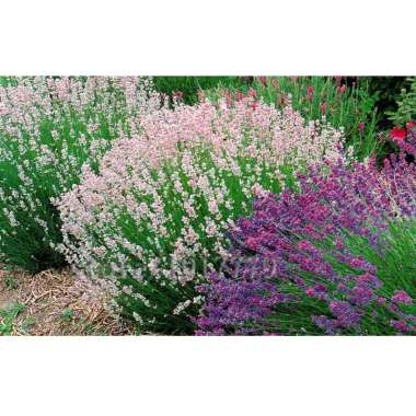 Victory Seed Bunga Lavender Mix Benih Tanaman [15 butir]