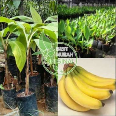 bibit pisang cavendish